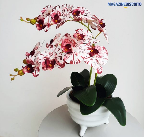 Arranjos Magazine Biscoito - Image 23